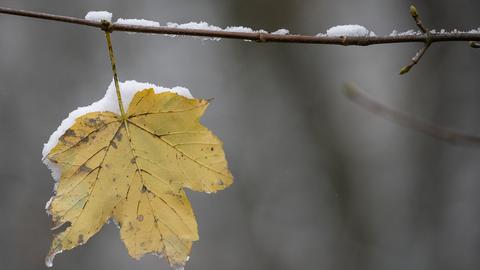 Schnee liegt auf einem bräunlichen Blatt.