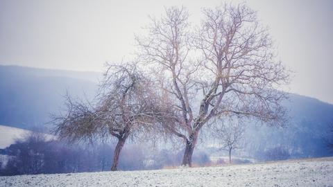 Ein Baum, in schneeweißer Landschaft.