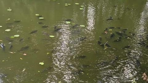 Ein Teich - darin viele Umrisse von Fischen.