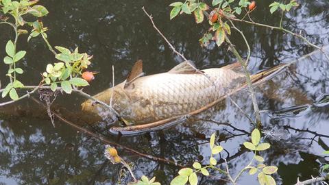 Ein toter Fisch schwimmt an der Wasseroberfläche, daneben ragen Zweige einer Hagebutte ins Wasser.