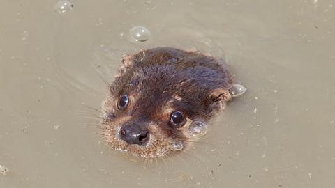 Ein Fischotter schaut aus dem Wasser.