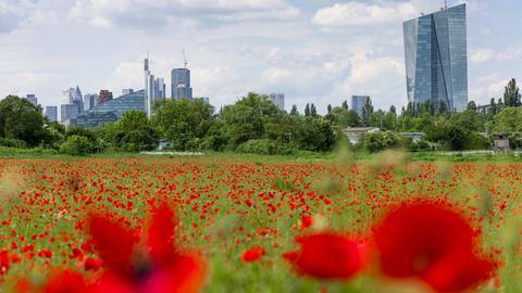 Mohnblüte vor der EZB und der Frankfurter Skyline 