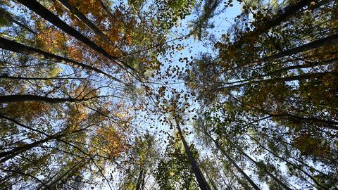 Das Bild zeigt herbstlich verfärbte Baumkronen. Das Foto ist von unten aufgenommen, im Hintergrund der Bäume ist blauer Himmel zu sehen.