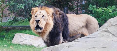Löwenmännchen brüllt in der umgebauten Außenanlage des Löwengeheges im Zoo Frankfurt