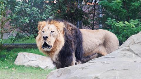 Löwenmännchen brüllt in der umgebauten Außenanlage des Löwengeheges im Zoo Frankfurt