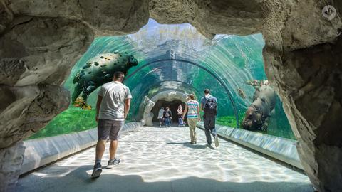 Zoobesucher gehen durch einen Tunnel, über dem im Wasser Flusspferde schwimmen