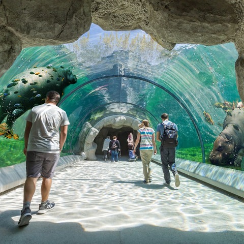 Zoobesucher gehen durch einen Tunnel, über dem im Wasser Flusspferde schwimmen