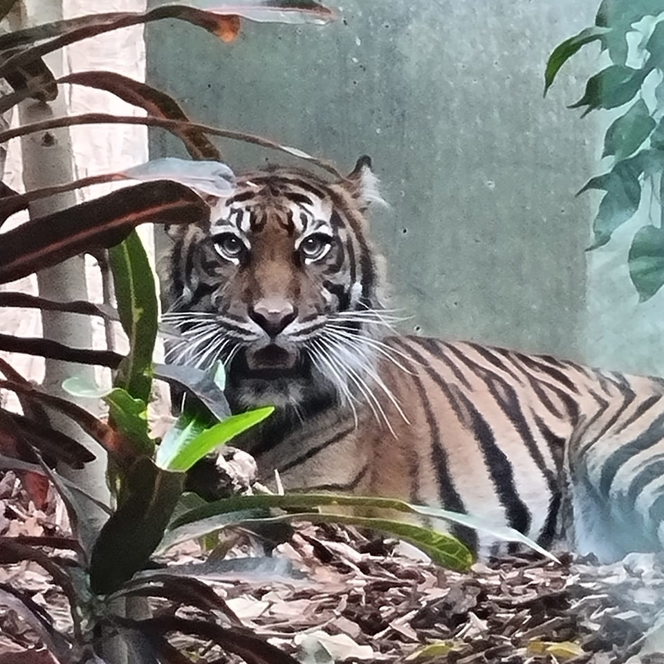 tiger-trifft-tigerin-im-zoo-frankfurt-ist-es-ein-match-hessenschau