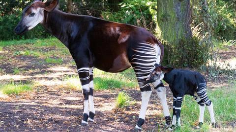 Ein Okapi-Baby steht bei seiner Mutter in einem Gehege im Frankfurter Zool