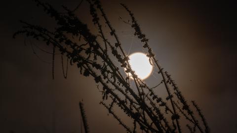 Die Sonne geht am Morgen hinter mit Reif überzogenen Pflanzen auf. 