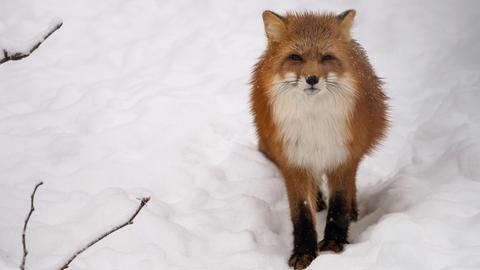 Fuchs im Schnee