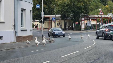 Gänse laufen über Straße in Weilburg.