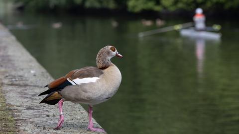 Eine Nilgans steht am Mainufer. Im Hintergrund wartet ein Kanufahrer auf vorbei schwimmende Gänse.