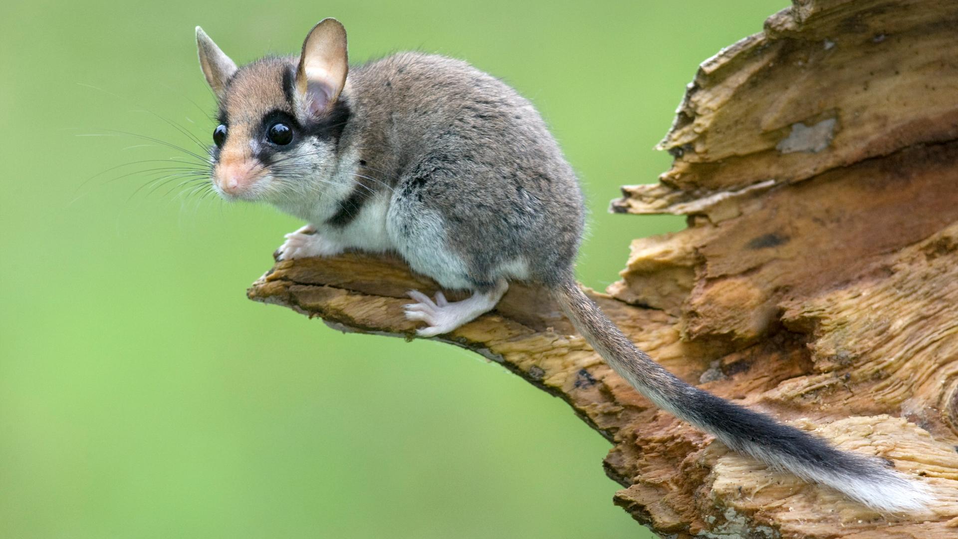 Was jetzt den Gartenschläfer in Gefahr bringt