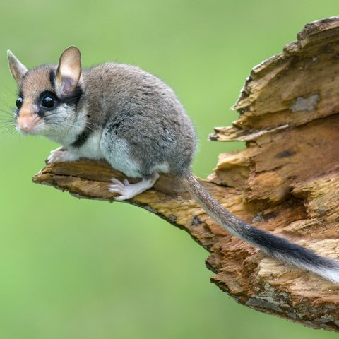 Ein Gartenschläfer, eine Art Maus, sitzt auf einem Stück Holz vor grünem Hintergrund.