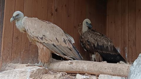 Zwei Geier sitzen in ihrem Gehege