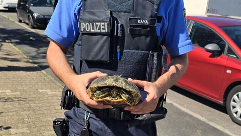 Ein Polizist hält die Schildkröte mit beiden Händen fest. 