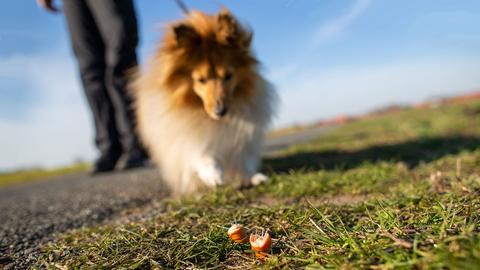 Ein Hund  (Sheltie) mit Herrchen nähert sich im Park einem Köder