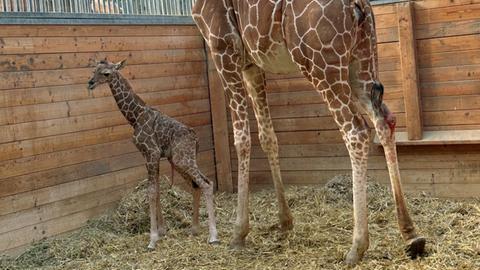 Giraffen-Baby mit Mutter im Giraffenhaus