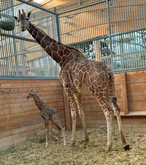 Giraffen-Baby mit Mutter im Giraffenhaus