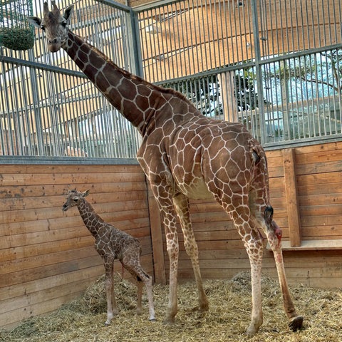 Giraffen-Baby mit Mutter im Giraffenhaus