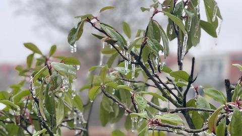 Eisüberzogene Blätter mit Eiszapfen.