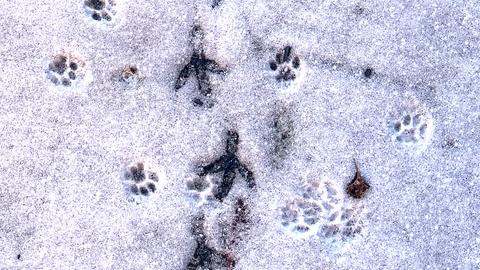 Spuren verschiedener Tiere im Schnee