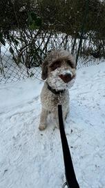 Hund mit Schneeschnautze