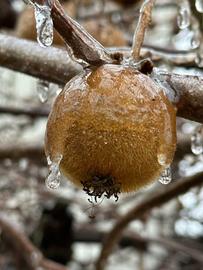 Kleine Kiwifrucht mit Eisüberzug