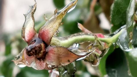 Verblühte Rose mit Eisüberzg