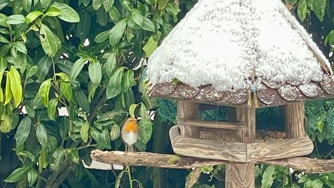 Rotkehlchen an verschneitem Vogelhaus