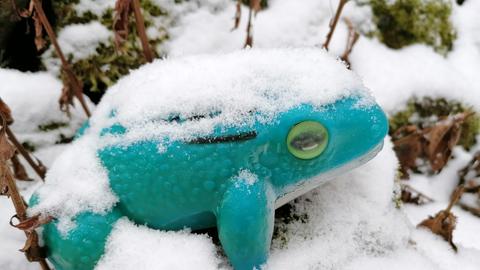 Ein türkiesfarbener Frosch im Schnee.