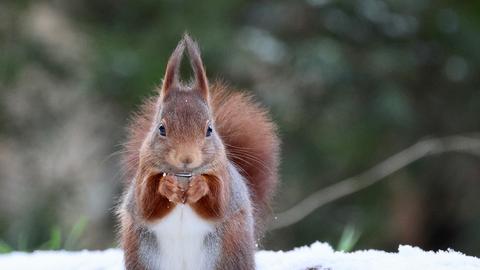 Eichhörnchen im Schnee