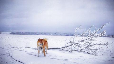 Ein Hund im Schnee auf einem Feld bei Wohratal