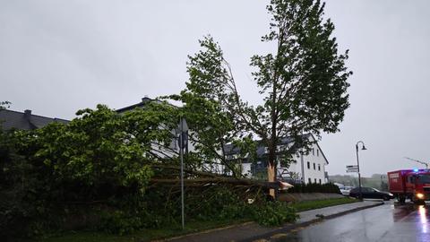 Abgeknickter Baum an Straße, Feuerwehrauto im Hintergrund