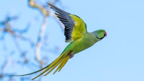 Ein fliegender Halsbandsittich vor einem Baum. Er hat leuchtende, gelb-grüne Federn und einen schwarzen Rand an den Flügeln.