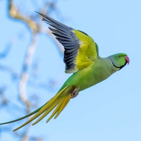 Ein fliegender Halsbandsittich vor einem Baum. Er hat leuchtende, gelb-grüne Federn und einen schwarzen Rand an den Flügeln.