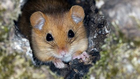 Eine Haselmaus schaut aus einer Baumhöhle heraus. 