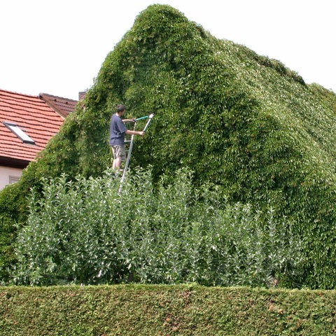 Von wildem Wein eingewachsenes Haus