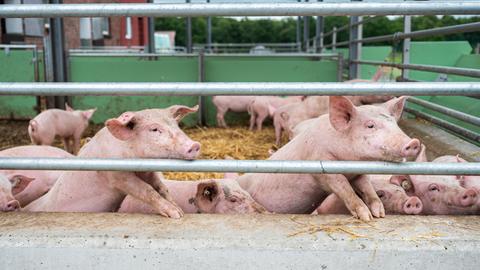 Schweine schauen aus ihrem Stall auf einem landwirtschaftlichen Betrieb.