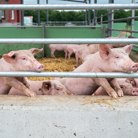 Schweine schauen aus ihrem Stall auf einem landwirtschaftlichen Betrieb.