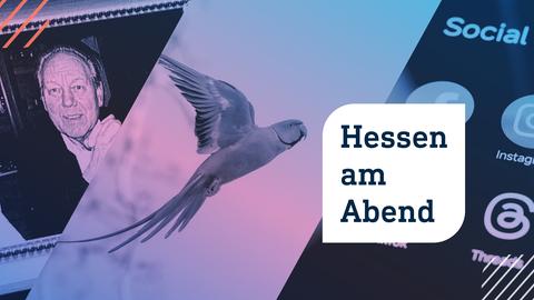 Collage aus drei Fotos: Links sehen wir das Foto eines Ermordeten, zu dem Aktenzeichen XY Informationen sucht. In der Mitte fliegt ein Halsbandsiattich. Die Art breitet sich in Südhessen immer weiter aus. Und ganz rechts sehen wir eine Symbolbild für Social Media Apps auf dem Handy.