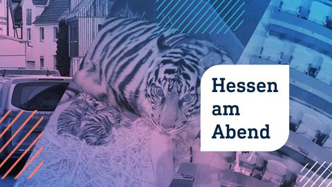 Collage aus drei Fotos: Links Polizeiwagen in Vorlkmarsen; in der Mitte Tigerbabys mit Mutter im Frankfurter Zoo; rechts vier Reinigungskräfte, die die Tische im Plenarsaal des Bundestags abwischen