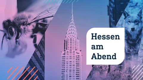 Collage aus drei Fotos: links eine extreme Nahaufnahme einer Biene auf einer Blüte; in der Mitte eine Hochhausspitze; rechts eine Wölfin, die in Richtung Kamera schaut. Im Vordergrund die Aufschrift "Hessen am Abend" in einer weißen Blase.