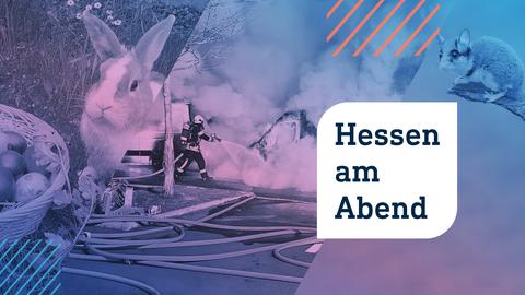 Collage aus drei Fotos: Links ist ein niedliches Kaninchen vor einem Osternest mit bemalten Eiern. In der Mitte löscht ein Feuerwehrmann einen brennenden Transporter und auf der rechten Seite ist das seltene Nagetier Gartenschläfer abgebildet.Im Vordergrund die Aufschrift "Hessen am Abend" in einem weißen Rechteck.