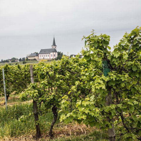  Weinberge bei Hochheim