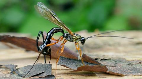 Eine Holzwespen-Schlupfwespe auf abgeblätterten Baumrinde-Stücken; der schlanke Körper mit langen Fühlern ist schwarz mit weißen Punkten, die Beine orange