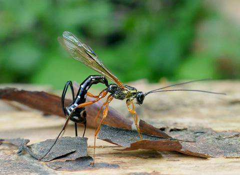 Eine Holzwespen-Schlupfwespe auf abgeblätterten Baumrinde-Stücken; der schlanke Körper mit langen Fühlern ist schwarz mit weißen Punkten, die Beine orange