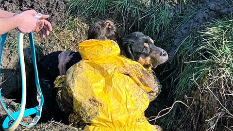 Hund aus Abwasserrohr gerettet - ein Helfer hält den Hund in den Armen - er sitzt in einem Graben