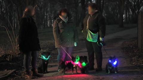 Vier Hunde und ihre drei Besitzerinnen treffen sich in einem Wald. Alle Hunde tragen leuchtende Halsbänder.